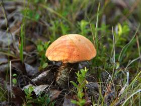 Топ-10: рейтинг самых популярных грибов Якутии