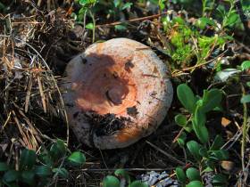 Топ-10: рейтинг самых популярных грибов Якутии