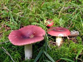 Топ-10: рейтинг самых популярных грибов Якутии