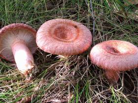 Топ-10: рейтинг самых популярных грибов Якутии