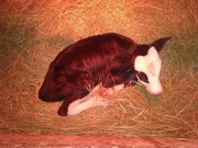 Более 300 телят вакцинировали от стригущего лишая в Якутии