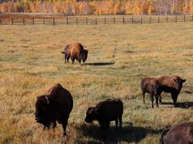 Первый аудиогид по Ленским столбам создала компания МТС
