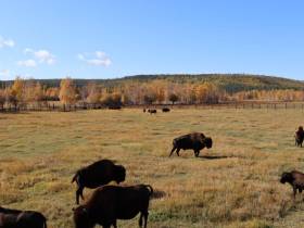 Первый аудиогид по Ленским столбам создала компания МТС