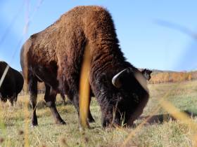 Первый аудиогид по Ленским столбам создала компания МТС