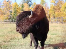 Первый аудиогид по Ленским столбам создала компания МТС