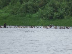 Ученые продолжают изучение редкого вида гуся в Якутии