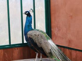 Коровы, козы, страусы: в Якутске прошла выставка племенных хозяйств