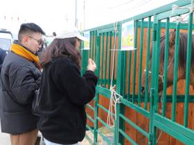 Коровы, козы, страусы: в Якутске прошла выставка племенных хозяйств
