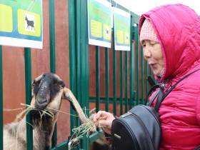 Коровы, козы, страусы: в Якутске прошла выставка племенных хозяйств