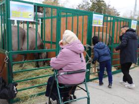Коровы, козы, страусы: в Якутске прошла выставка племенных хозяйств
