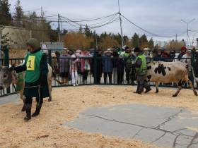 Коровы, козы, страусы: в Якутске прошла выставка племенных хозяйств