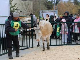 Коровы, козы, страусы: в Якутске прошла выставка племенных хозяйств