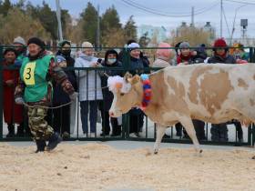 Коровы, козы, страусы: в Якутске прошла выставка племенных хозяйств