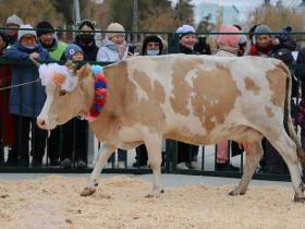 Коровы, козы, страусы: в Якутске прошла выставка племенных хозяйств