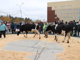 Коровы, козы, страусы: в Якутске прошла выставка племенных хозяйств