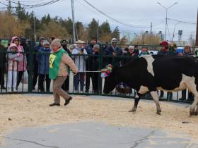 Коровы, козы, страусы: в Якутске прошла выставка племенных хозяйств