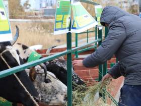 Коровы, козы, страусы: в Якутске прошла выставка племенных хозяйств