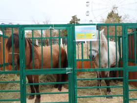 Коровы, козы, страусы: в Якутске прошла выставка племенных хозяйств