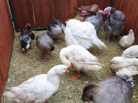 Коровы, козы, страусы: в Якутске прошла выставка племенных хозяйств