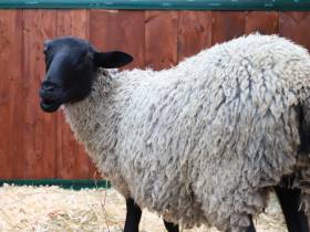 Коровы, козы, страусы: в Якутске прошла выставка племенных хозяйств