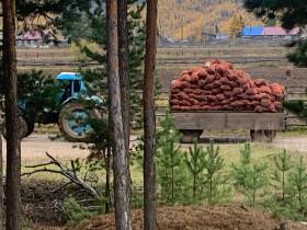 В Ленском районе овощеводам убрать урожай помогли сотрудники администрации и учреждений