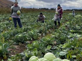 В Ленском районе овощеводам убрать урожай помогли сотрудники администрации и учреждений