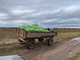 В Ленском районе овощеводам убрать урожай помогли сотрудники администрации и учреждений