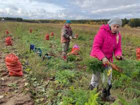 В Ленском районе овощеводам убрать урожай помогли сотрудники администрации и учреждений