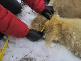 В Якутии ученые начали наблюдение за белой медведицей