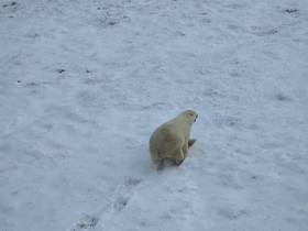 В Якутии ученые начали наблюдение за белой медведицей