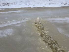 В Якутии ученые начали наблюдение за белой медведицей