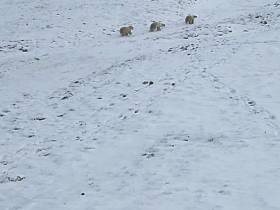 В Якутии ученые начали наблюдение за белой медведицей
