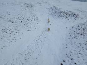 Исследование белых медведей на территории якутского заповедника проведут учёные