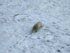 Исследование белых медведей на территории якутского заповедника проведут учёные