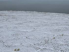 Исследование белых медведей на территории якутского заповедника проведут учёные