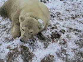 Исследование белых медведей на территории якутского заповедника проведут учёные