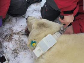Исследование белых медведей на территории якутского заповедника проведут учёные