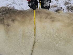 Исследование белых медведей на территории якутского заповедника проведут учёные