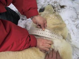 Исследование белых медведей на территории якутского заповедника проведут учёные