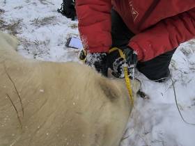 Исследование белых медведей на территории якутского заповедника проведут учёные