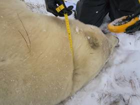 Исследование белых медведей на территории якутского заповедника проведут учёные