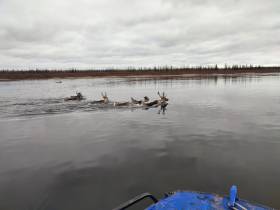 АЛРОСА продолжает оказывать поддержку ученым в мониторинге диких северных оленей