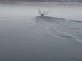 АЛРОСА продолжает оказывать поддержку ученым в мониторинге диких северных оленей