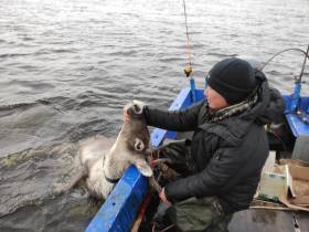 АЛРОСА продолжает оказывать поддержку ученым в мониторинге диких северных оленей