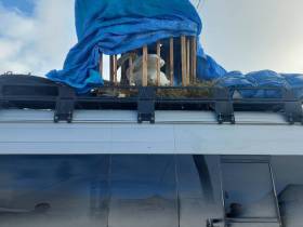 Умер редкий лебедь, поселившийся в пруду у якутского села