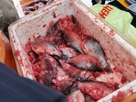 Фоторепортаж: выставка-ярмарка «Рыба Якутии — 2022»