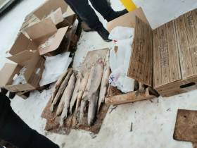 Фоторепортаж: выставка-ярмарка «Рыба Якутии — 2022»