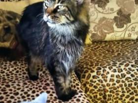 Породистых собак и кошку украли из квартиры в Якутске