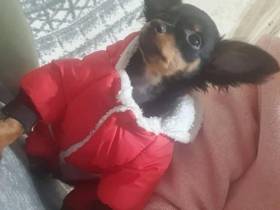 Породистых собак и кошку украли из квартиры в Якутске