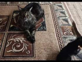 Породистых собак и кошку украли из квартиры в Якутске